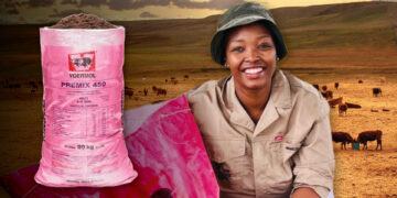 When Linda Mthalane needed her bulls to bounce back for mating season, she turned to a protein lick that delivered. Her secret? A strict feeding plan with Voermol Premix 450. Photo: Gareth Davies/Food For Mzansi