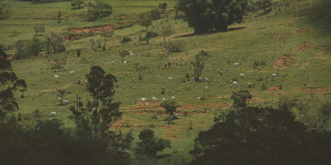 Experts at the Africa-Europe CoRE-SFS webinar warned that unclear land rights and weak implementation risk undermining South Africa’s land reform and food security. Photo: Pexels