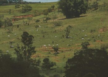 Experts at the Africa-Europe CoRE-SFS webinar warned that unclear land rights and weak implementation risk undermining South Africa’s land reform and food security. Photo: Pexels