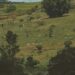 Experts at the Africa-Europe CoRE-SFS webinar warned that unclear land rights and weak implementation risk undermining South Africa’s land reform and food security. Photo: Pexels