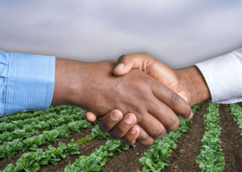 Dr Siphe Zantsi explains how formalising your farming business – through registration, proper record-keeping, and legal agreements – builds credibility, secures funding, opens market opportunities, and ensures long-term sustainability. Photo: Gareth Davies/Food For Mzansi