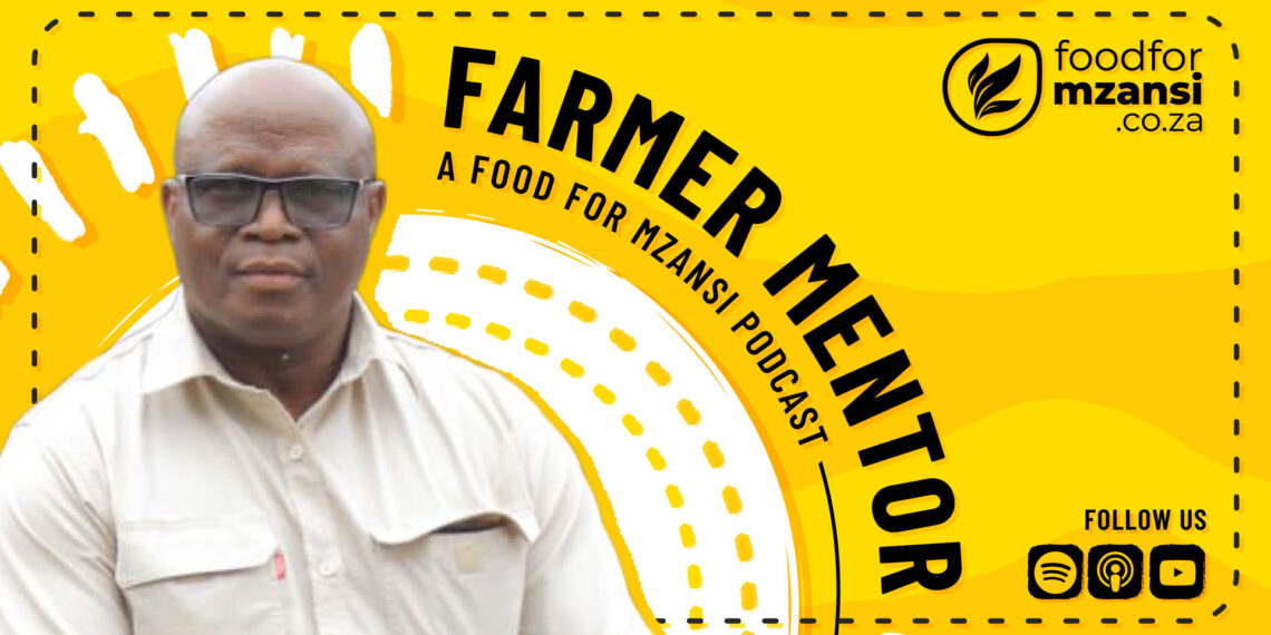 From teacher to trailblazing maize producer, Phaladi Motsale shares how passion, discipline, and perseverance turned his deep knowledge of agriculture into a thriving commercial farming enterprise. Photo: Gareth Davies/Food For Mzansi