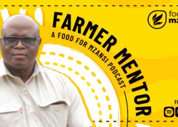 From teacher to trailblazing maize producer, Phaladi Motsale shares how passion, discipline, and perseverance turned his deep knowledge of agriculture into a thriving commercial farming enterprise. Photo: Gareth Davies/Food For Mzansi