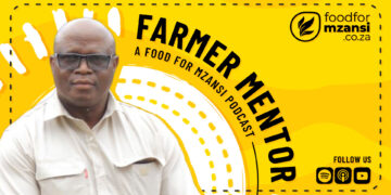 From teacher to trailblazing maize producer, Phaladi Motsale shares how passion, discipline, and perseverance turned his deep knowledge of agriculture into a thriving commercial farming enterprise. Photo: Gareth Davies/Food For Mzansi