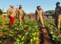 Bogolo Bja Basadi, supported by Seriti Institute and the Citi Foundation Global Innovation Challenge, have transitioned from subsistence farming to thriving agri-enterprises. Photo: Supplied/Food For Mzansi