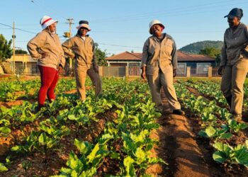 Bogolo Bja Basadi, supported by Seriti Institute and the Citi Foundation Global Innovation Challenge, have transitioned from subsistence farming to thriving agri-enterprises. Photo: Supplied/Food For Mzansi