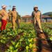 Seriti transforms smallholder farmers through tech and training
