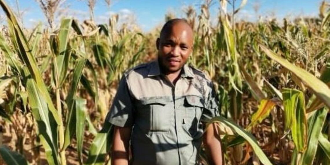 Botlhale Tshabalala shifted from electrical engineering to successfully build a diverse farming enterprise combining crop production and cattle rearing. Photo: Supplied/ Food For Mzansi