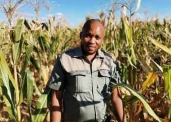 Botlhale Tshabalala shifted from electrical engineering to successfully build a diverse farming enterprise combining crop production and cattle rearing. Photo: Supplied/ Food For Mzansi