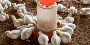 Mastering poultry feed: Tips to maximise efficiency