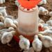 Mastering poultry feed: Tips to maximise efficiency