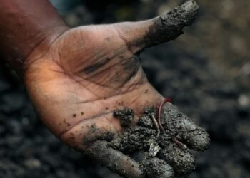 Build healthy soils by boosting organic matter with crop residues, compost, cover crops, minimal tillage, and proper livestock management. Photo: Pexels