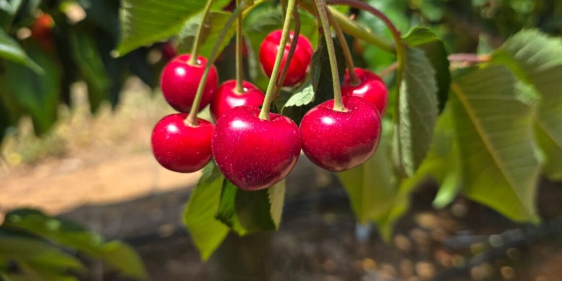 Tru-Cape's 2025 cherry season in Ceres is booming, with a record 5–7% larger crop and exceptional quality. Photo: Tru-Cape