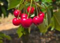 Tru-Cape's 2025 cherry season in Ceres is booming, with a record 5–7% larger crop and exceptional quality. Photo: Tru-Cape
