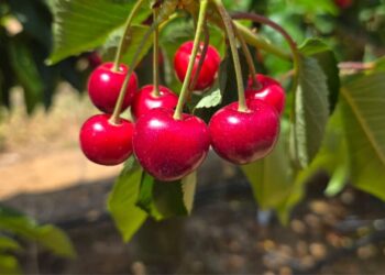 Tru-Cape's 2025 cherry season in Ceres is booming, with a record 5–7% larger crop and exceptional quality. Photo: Tru-Cape