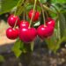 Tru-Cape cherries target China amid bumper 2025 crop