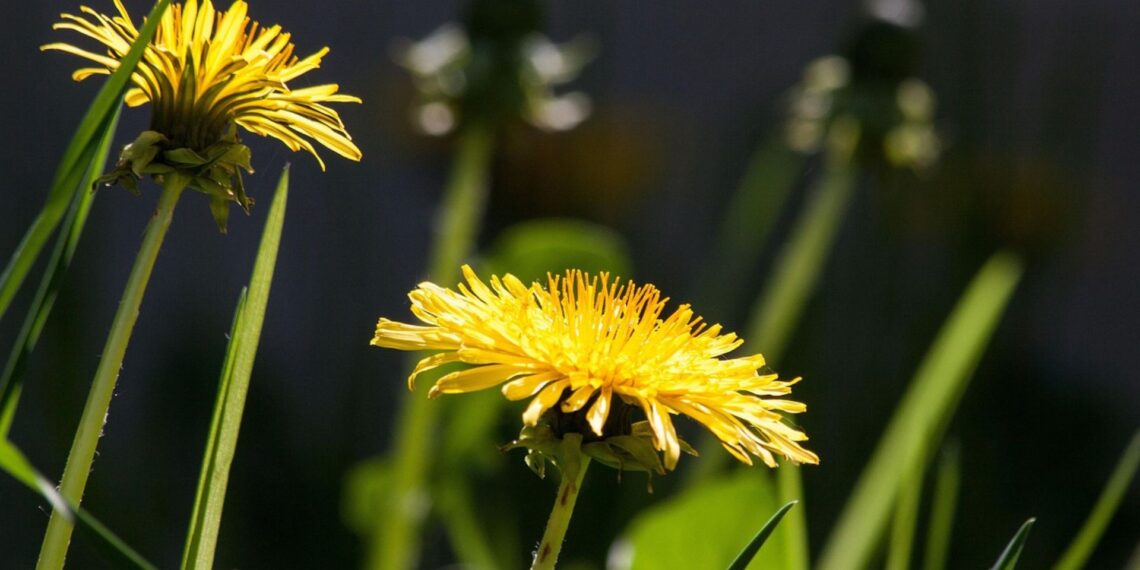 Because dandelion attracts pollinators, it plays a small but important role in supporting biodiversity in Mzansi gardens.
Photo: Pixabay