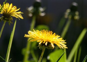 Because dandelion attracts pollinators, it plays a small but important role in supporting biodiversity in Mzansi gardens.
Photo: Pixabay