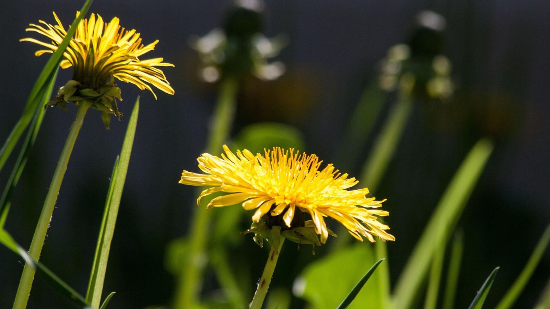 Dandelion: From backyard weed to profitable medicinal plant