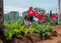 A food garden that was funded by the Shoprite Group. Photo: Shoprite