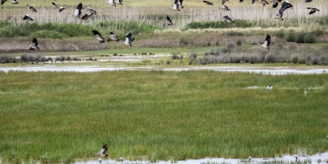 A huge flock of Egyptian Geese takes off from a wetland area of the Nuwejaars River on the Agulhas Plain, watched by Blue Cranes. Extensive clearing of invasive alien plants by the Nuwejaars Wetlands Special Management Area has restored significant bird habitat. Photo: John Yeld