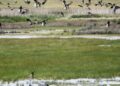 A huge flock of Egyptian Geese takes off from a wetland area of the Nuwejaars River on the Agulhas Plain, watched by Blue Cranes. Extensive clearing of invasive alien plants by the Nuwejaars Wetlands Special Management Area has restored significant bird habitat. Photo: John Yeld