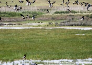 A huge flock of Egyptian Geese takes off from a wetland area of the Nuwejaars River on the Agulhas Plain, watched by Blue Cranes. Extensive clearing of invasive alien plants by the Nuwejaars Wetlands Special Management Area has restored significant bird habitat. Photo: John Yeld
