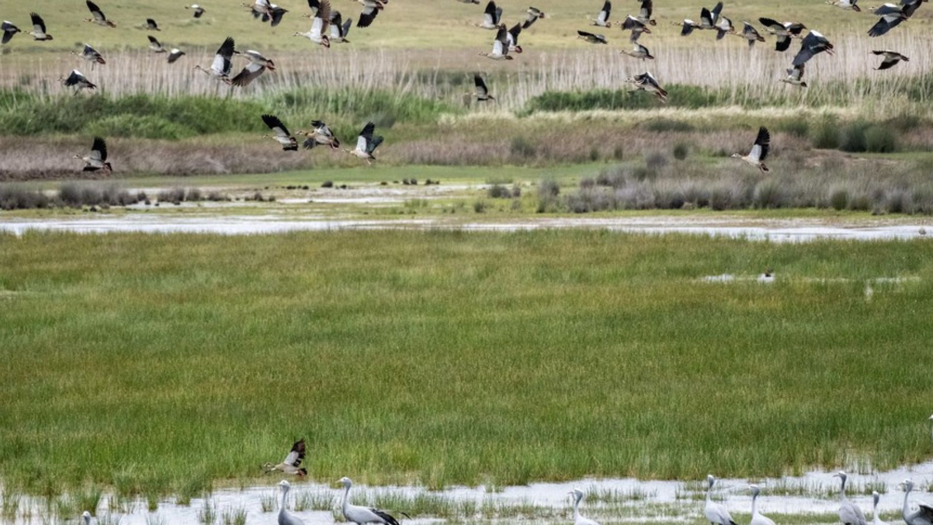 Healing the land: How 11 farmers gave the Agulhas Plain new life