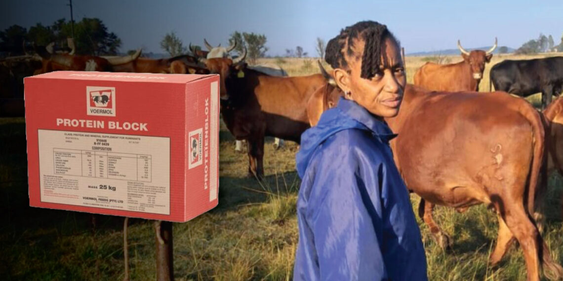 Cattle farmer Catherine Sepeng says Voermol Protein Block (V10448) benefits go beyond animal health; it’s also a smart financial choice. Photo: Gareth Davies/Food For Mzansi.