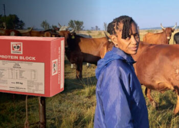 Cattle farmer Catherine Sepeng says Voermol Protein Block (V10448) benefits go beyond animal health; it’s also a smart financial choice. Photo: Gareth Davies/Food For Mzansi.