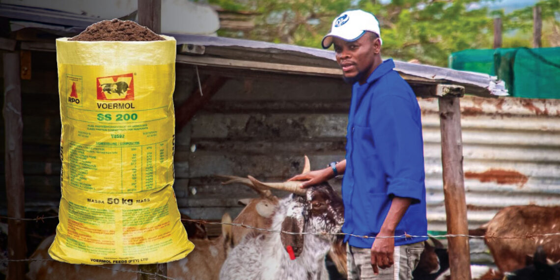 Kwanda Biyela of Ukwanda Agri Business in Empangeni, KwaZulu-Natal, overcame dry winters by mastering the art of nutrition. He uses Voermol's SS200, Super 18, and molasses. Photo: Gareth Davies/Food For Mzansi