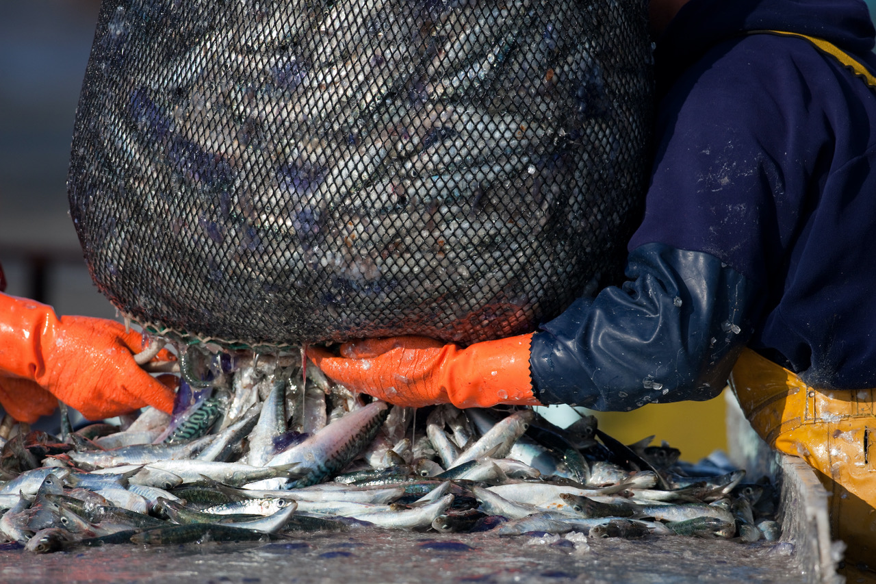 Illegal fishing threatens oceans as seafood demand surges