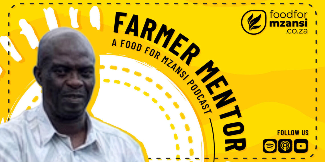 A modest backyard garden in Limpopo has grown into Mazeli Farming and Projects, a 140-hectare commercial enterprise led by recent Potato South Africa Farmer of the Year finalist Andries Masoga, showcasing how family, principles, and strategic partnerships can turn small beginnings into a thriving agribusiness. Photo: Gareth Davies/Food For Mzansi