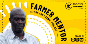 A modest backyard garden in Limpopo has grown into Mazeli Farming and Projects, a 140-hectare commercial enterprise led by recent Potato South Africa Farmer of the Year finalist Andries Masoga, showcasing how family, principles, and strategic partnerships can turn small beginnings into a thriving agribusiness. Photo: Gareth Davies/Food For Mzansi