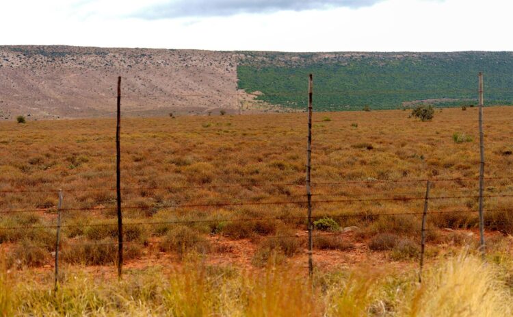Native Thicket Spekboom revival: Thicket restoration creates thousands of jobs - Food ...