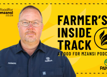 Corné van der Westhuizen, Pannar Seed agronomist, shares insights on managing abiotic stress in sunflowers. Photo: Gareth Davies/Food For Mzansi