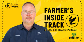 Corné van der Westhuizen, Pannar Seed agronomist, shares insights on managing abiotic stress in sunflowers. Photo: Gareth Davies/Food For Mzansi