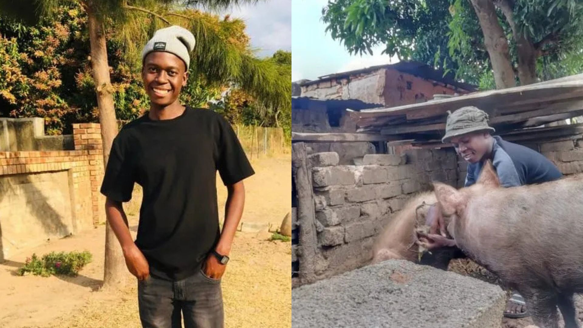 University student’s small piggery brings home the bacon