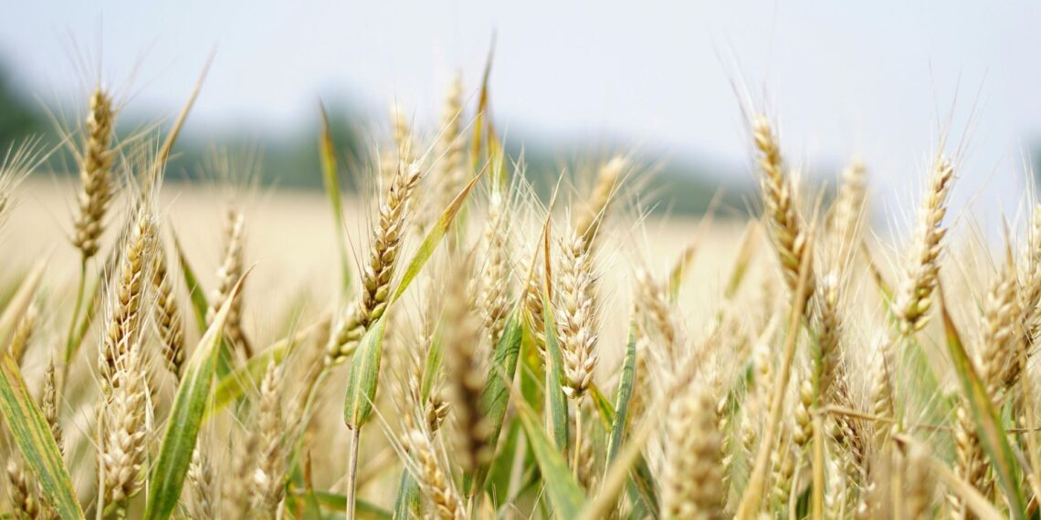 SA’s wheat import tariff drops from R851 to R616/ton, easing costs for millers once officially published, but delays still strain the industry. Photo: Pexels