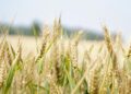 SA’s wheat import tariff drops from R851 to R616/ton, easing costs for millers once officially published, but delays still strain the industry. Photo: Pexels