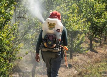 South African farmers are being urged to use science-based planetary boundary tools to better understand their land, water, biodiversity and emissions limits and strengthen sustainable farming in line with PDALA. Photo: Pexels