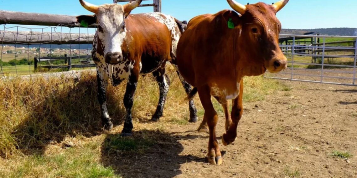 An investigation has uncovered dodgy cattle sales at Fort Hare’s research farm. Photo taken from the Fort Hare Faculty of Science and Agriculture website. Photo: GroundUp