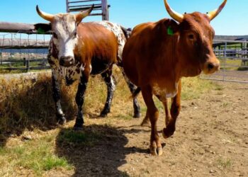 An investigation has uncovered dodgy cattle sales at Fort Hare’s research farm. Photo taken from the Fort Hare Faculty of Science and Agriculture website. Photo: GroundUp