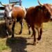 An investigation has uncovered dodgy cattle sales at Fort Hare’s research farm. Photo taken from the Fort Hare Faculty of Science and Agriculture website. Photo: GroundUp