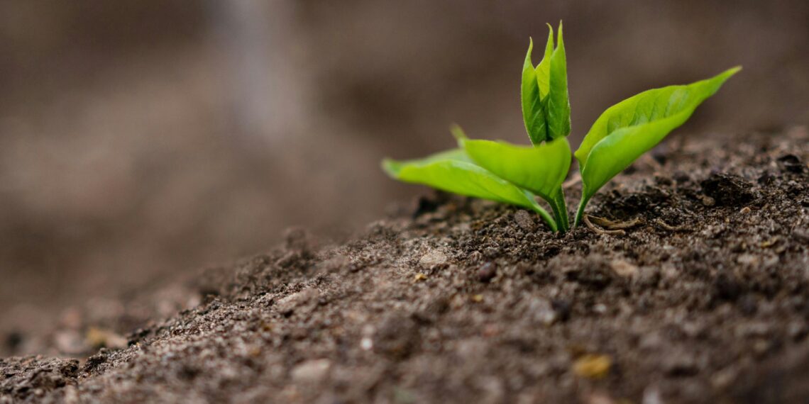 On World Soil Day, experts urge action to restore soil health. Regenerative farming and seaweed-based biostimulants are helping farmers rebuild soil vitality and resilience. Photo: Pexels