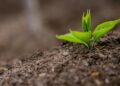On World Soil Day, experts urge action to restore soil health. Regenerative farming and seaweed-based biostimulants are helping farmers rebuild soil vitality and resilience. Photo: Pexels