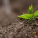 On World Soil Day, experts urge action to restore soil health. Regenerative farming and seaweed-based biostimulants are helping farmers rebuild soil vitality and resilience. Photo: Pexels