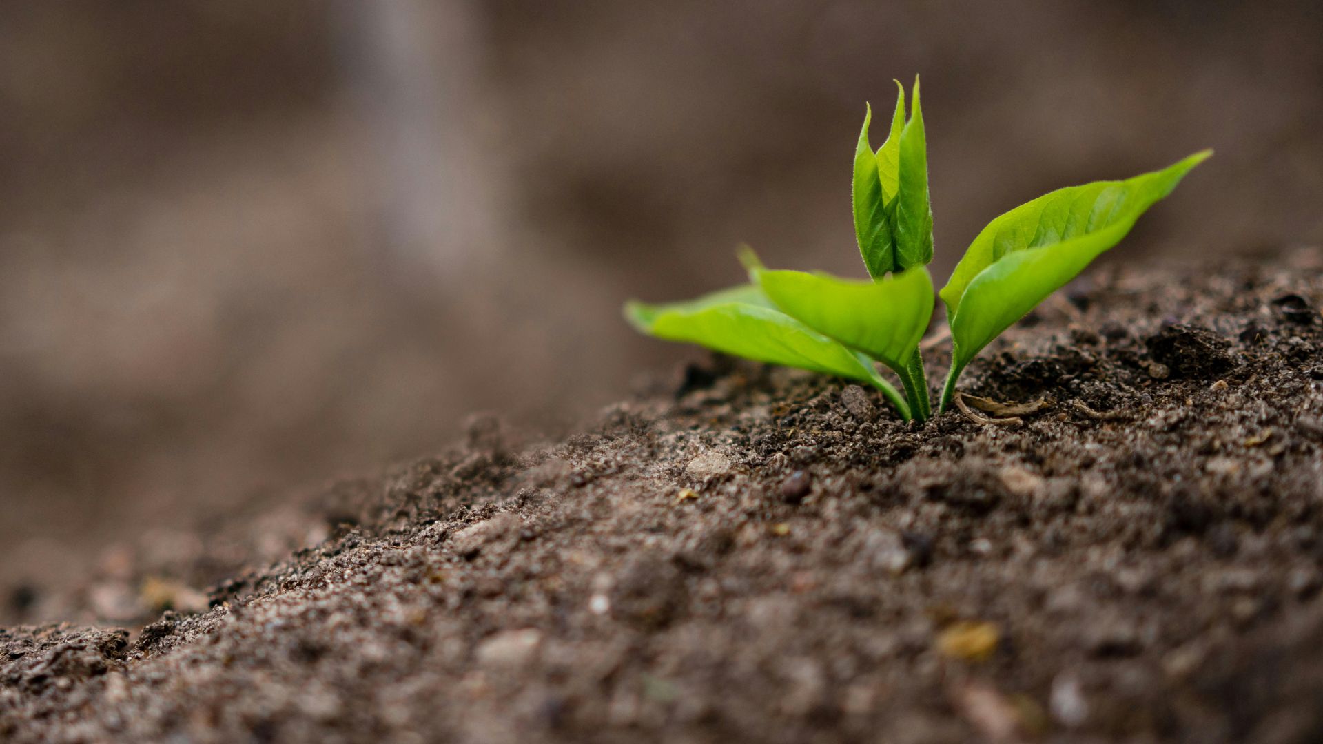 World Soil Day shines light on degraded farmland