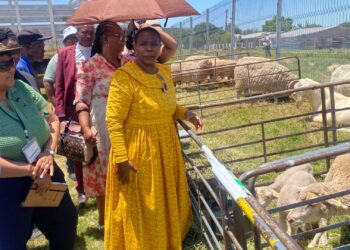 From dairy to wool and fruit to meat, the Chris Hani District Agricultural Show celebrated the power of local production. Photo: Supplied/Food For Mzansi