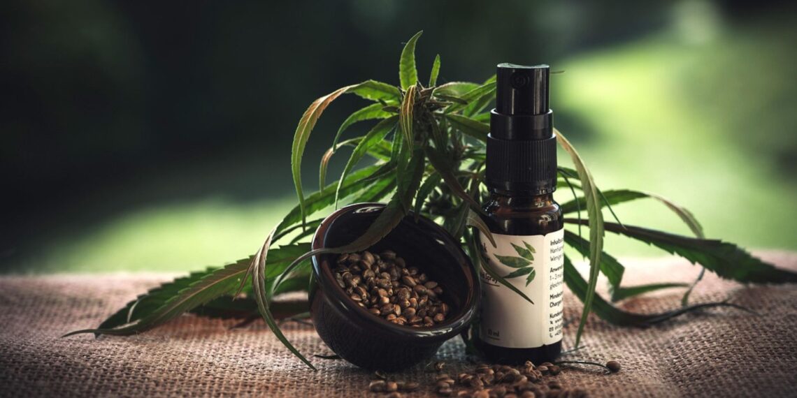 The global hemp seed market presents massive opportunities for Mzansi farmers. Experts suggest targeting lucrative niches like high-quality oil and hulled seeds for premium markets in Europe and Asia. Photo: Pixabay